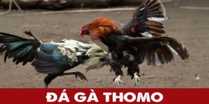 Đá Gà Thomo - Giải Trí Chiến Kê Hấp Dẫn Mỗi Ngày 2024