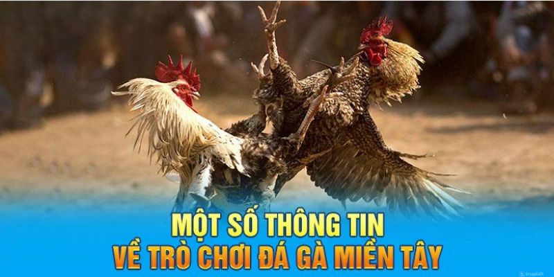 Giới thiệu các nét đặc trưng về bộ môn đá gà 