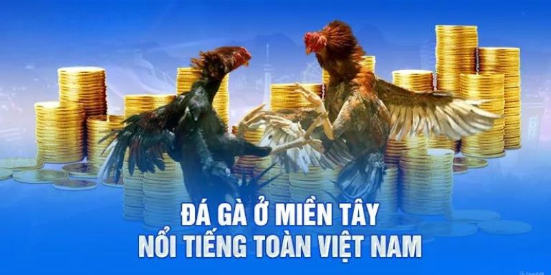 Ưu điểm của đá gà miền tây tại Nhà cái uy tín